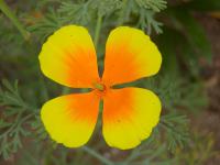 Eschscholtzia californica   California poppy flowers