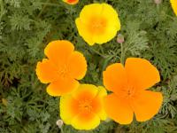 Eschscholtzia californica   California poppy flowers
