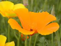 Eschscholtzia californica   California poppy flowers