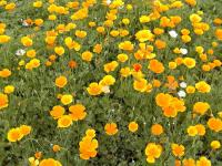 Eschscholtzia californica   California poppy group of plants