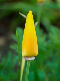 Eschscholtzia californica   California poppy flowers