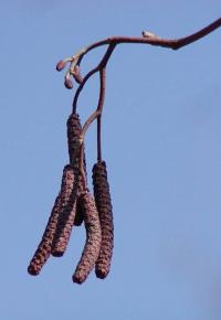 Olše lepkavá (Alnus glutinosa)