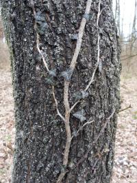 Břečťan popínavý (Hedera helix)
