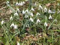 Sněženka podsněžník (Galanthus nivalis)