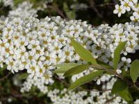 Spiraea x cinerea 'Grefsheim' meadowsweet leaves Spiraea x cinerea 'Grefsheim' meadowsweet leaves