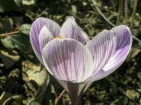 Šafrán jarní 'Pickwick' (Crocus vernus)