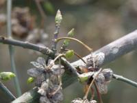 Brslen evropský (Euonymus europaeus)