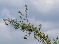 Brslen evropský (Euonymus europaeus)
