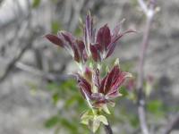 Bez červený (Sambucus racemosa)