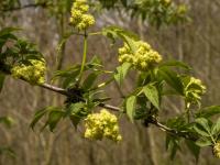 Bez červený (Sambucus racemosa)
