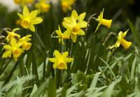 Narcis 'Tete a Tete' - Ostatní narcisy (Narcissus)