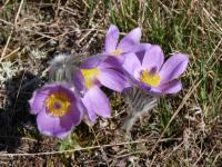 Koniklec velkokvětý (Pulsatilla grandis)