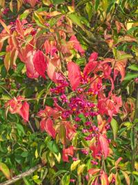 Brslen evropský (Euonymus europaeus)
