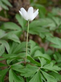 Sasanka hajní (Anemone nemorosa)