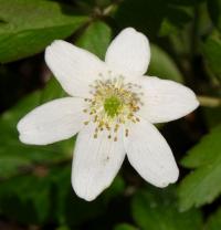 Sasanka hajní (Anemone nemorosa)
