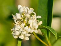 Ptačí zob obecný (Ligustrum vulgare)