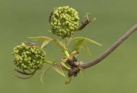 Bez červený (Sambucus racemosa)