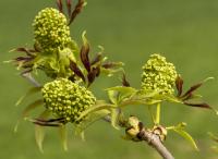 Bez červený (Sambucus racemosa)