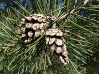 Borovice lesní (Pinus sylvestris)