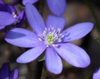 Jaterník podléška (Hepatica nobilis)