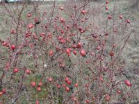 Růže šípková (Rosa canina)