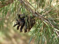 Borovice lesní (Pinus sylvestris)