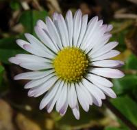 Sedmikráska obecná (Bellis perennis)