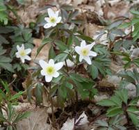 Veternica hájna (Anemone nemorosa)