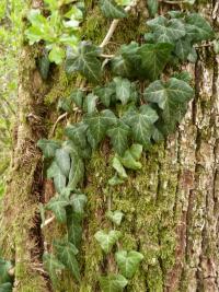 Brečtan popínavý (Hedera helix)
