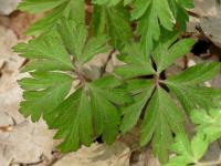 Buschwindröschen (Anemone nemorosa)