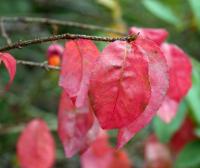 Brslen bradavičnatý (Euonymus verrucosus)