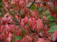 Brslen bradavičnatý (Euonymus verrucosus)