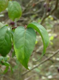 Brslen bradavičnatý (Euonymus verrucosus)