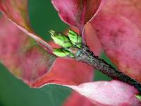 Brslen bradavičnatý (Euonymus verrucosus)
