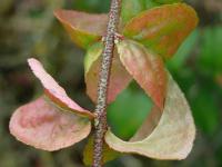 Brslen bradavičnatý (Euonymus verrucosus)