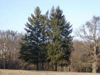 Douglaska tisolistá (Pseudotsuga menziesii)