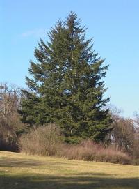 Douglaska tisolistá (Pseudotsuga menziesii)