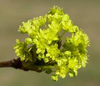 Javor mléč (Acer platanoides)
