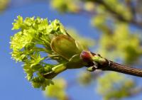 Javor mléč (Acer platanoides)
