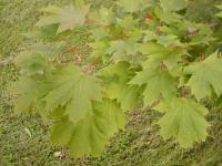 Javor mliečny (Acer platanoides)