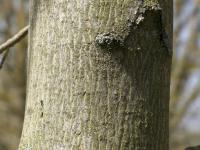 Javor mliečny (Acer platanoides)