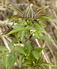 Bez červený (Sambucus racemosa)