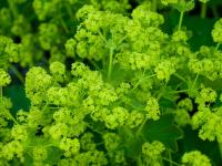 Kontryhel měkký (Alchemilla mollis)