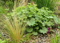 Kontryhel měkký (Alchemilla mollis)