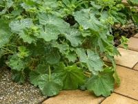 Kontryhel měkký (Alchemilla mollis)
