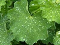 Kontryhel měkký (Alchemilla mollis)