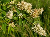 Ligustr pospolity (Ligustrum vulgare)