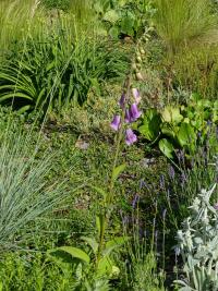 Náprstník červený (Digitalis purpurea)