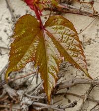 Loubinec trojlaločný 'Veitchii' (Parthenocissus tricuspidata)