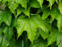 Loubinec trojlaločný 'Veitchii' (Parthenocissus tricuspidata)